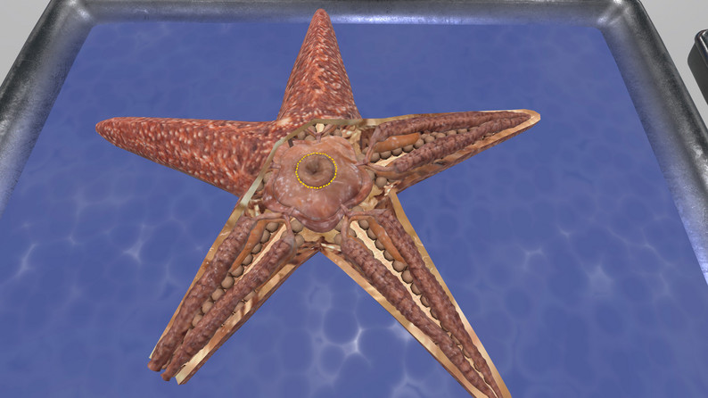 2333VR | Oculus Quest游戏《VR Squid and Seastar Dissection》解剖无脊椎动物