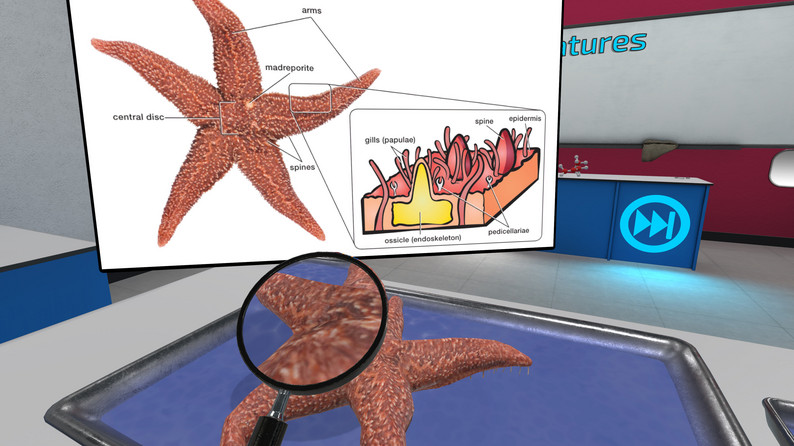 2333VR | Oculus Quest游戏《VR Squid and Seastar Dissection》解剖无脊椎动物