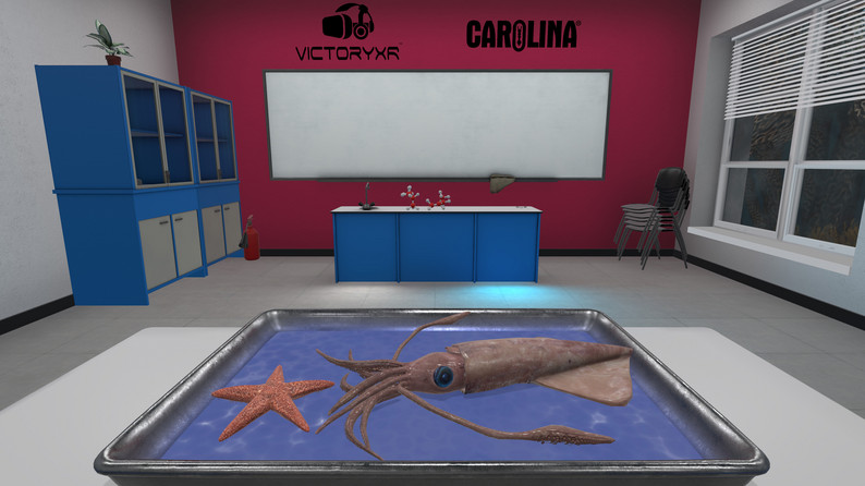 2333VR | Oculus Quest游戏《VR Squid and Seastar Dissection》解剖无脊椎动物