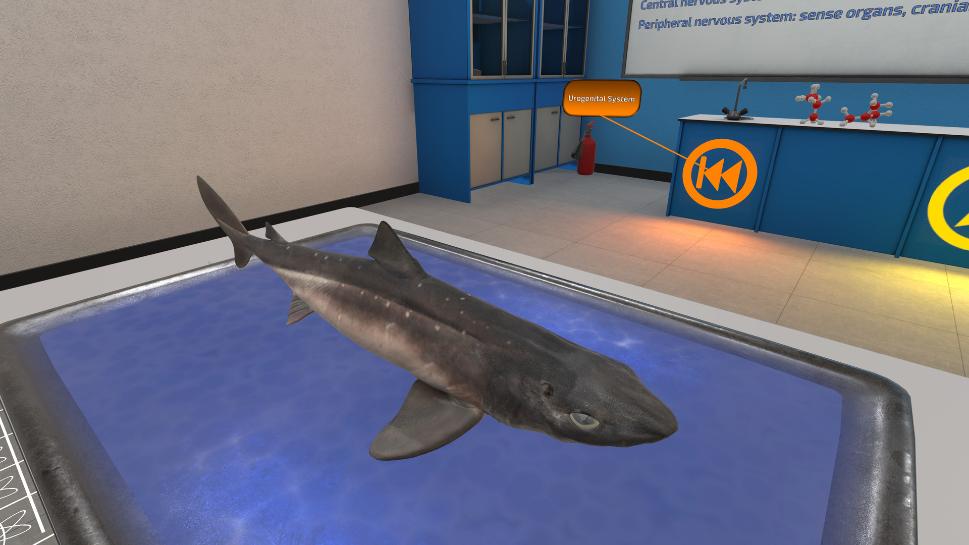 2333VR | Oculus Quest 游戏《Dissection Simulator: Shark Edition VR》解剖模拟器：鲨鱼版