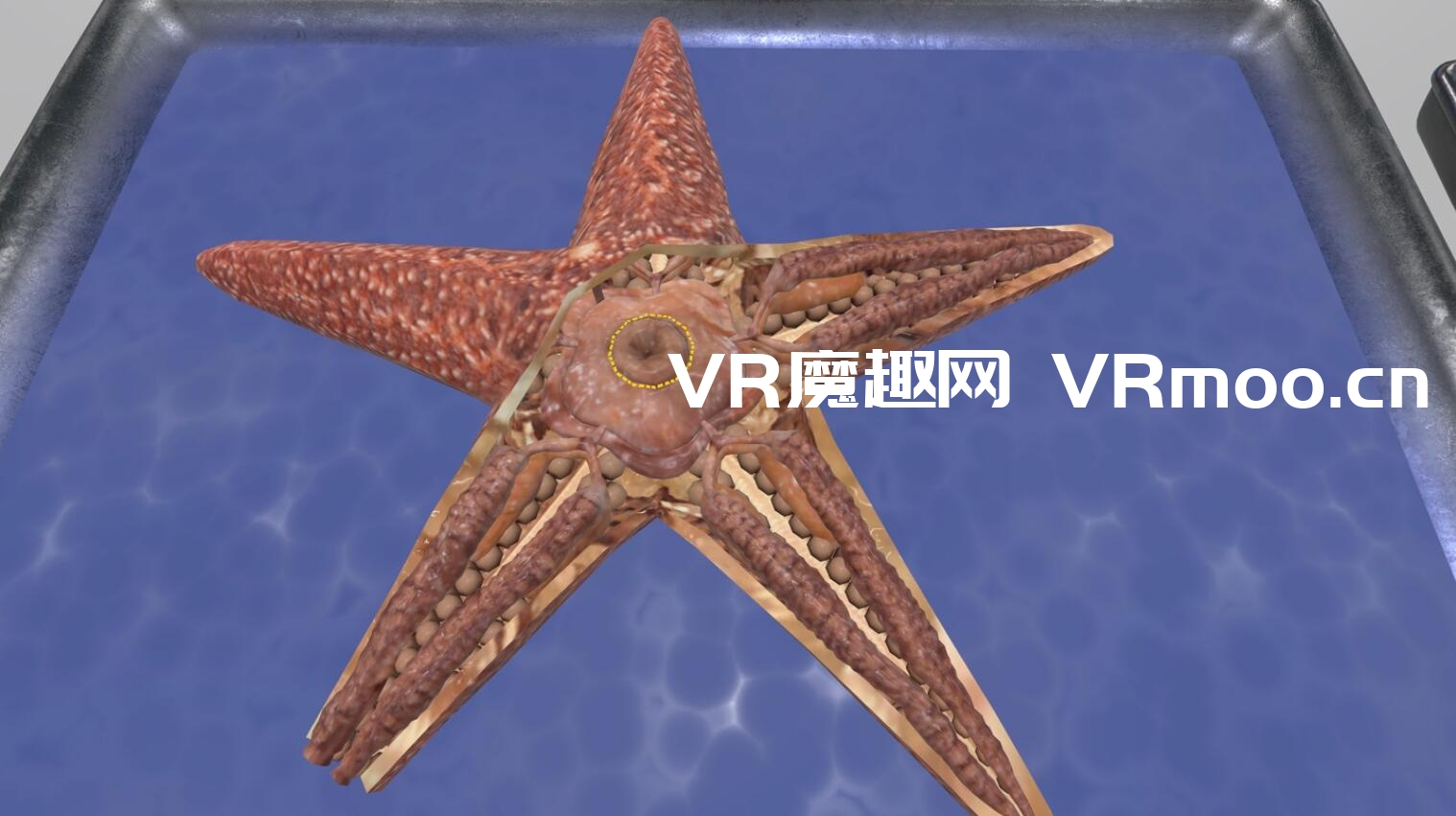 2333VR | Oculus Quest 游戏《Dissection Simulator: Invertebrate Edition》解剖模拟器：无脊椎动物版