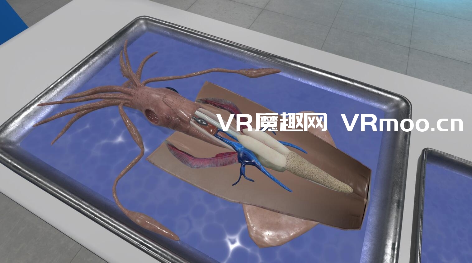 2333VR | Oculus Quest 游戏《Dissection Simulator: Invertebrate Edition》解剖模拟器：无脊椎动物版